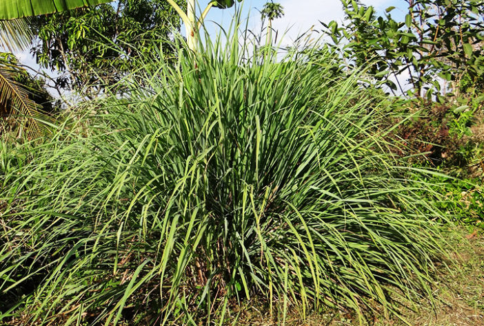Abelhas 
