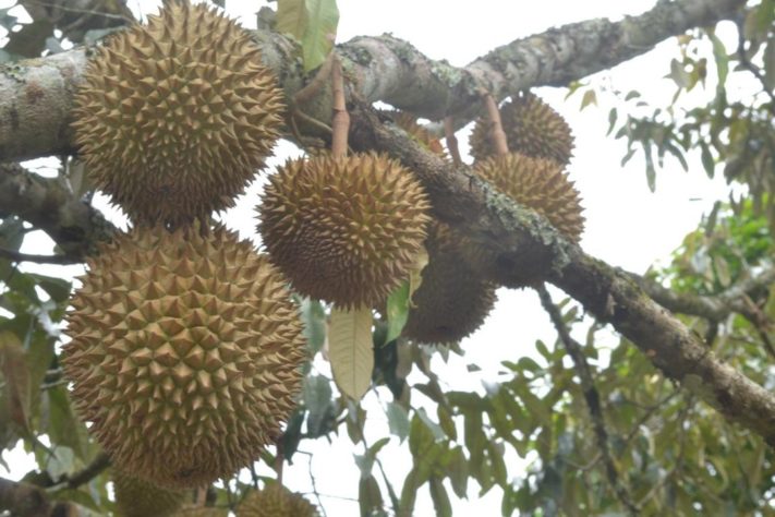 durian