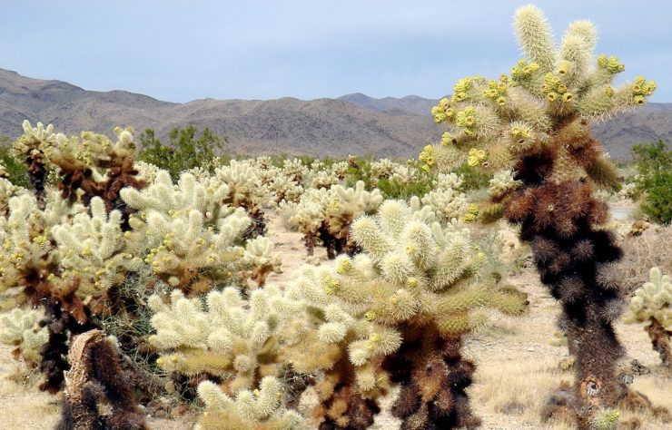 Cactos exóticos