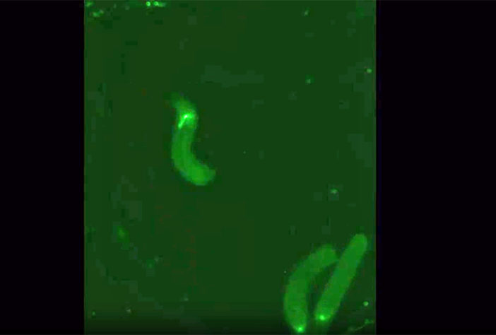 Supermicroscópio produz imagens em 3D!
