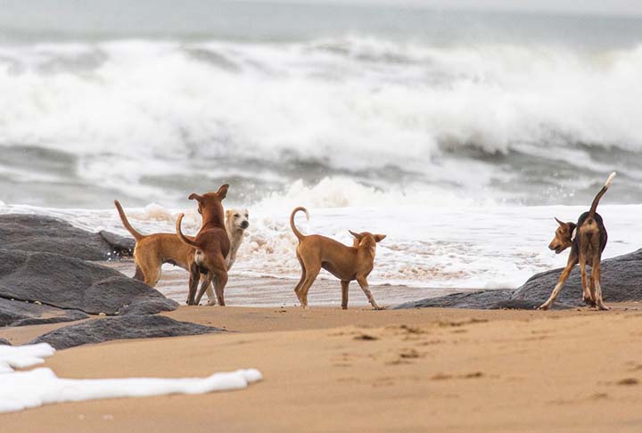 O nome das Ilhas Canárias se deve à grande quantidade de cães na época de seu descobrimento-Imagem de jonatnes0 por Pixabay