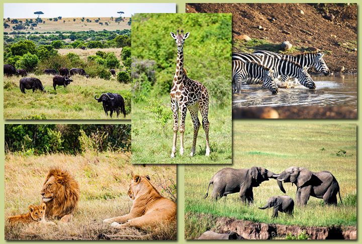 QUÃ?NIA - A Linha do Equador tambÃ©m atravessa o QuÃªnia. O paÃ­s tem farta vida selvagem e um dos destaques Ã© a Reserva Natural Masai Mara, com fauna nativa.
