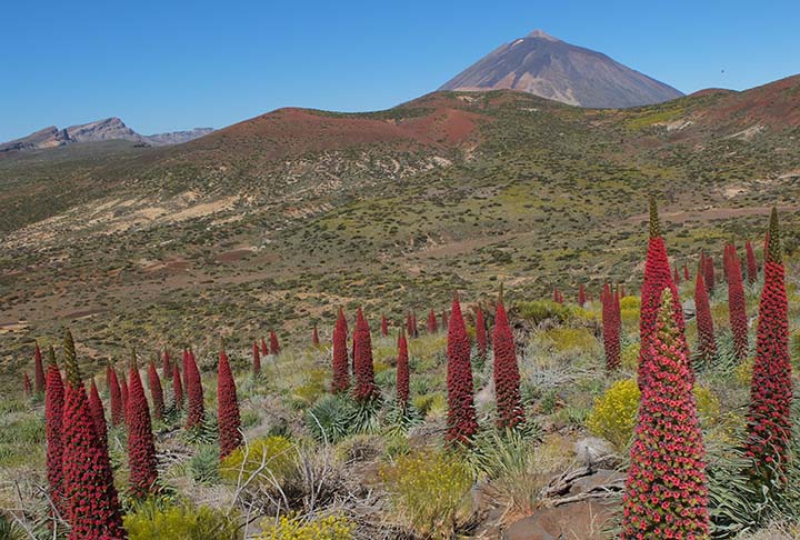 O Parque Nacional del Teide Ã© declarado PatrimÃŽnio Mundial. -Obdulio Obduliez - WikimÃ©dia Commons