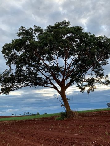 árvores ameaçadas de extinção 