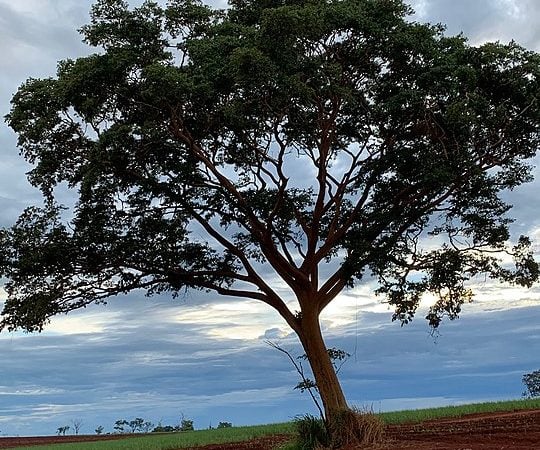 Uma a cada três espécies de árvore pode ser extinta no planeta