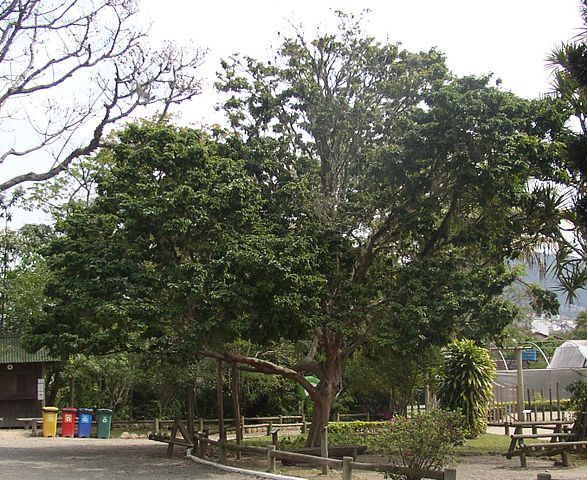 Pau-brasil: Bioma da Mata Atlântica. Também chamada de Arabutã, Ibirapitá, Pau-de-Pernambuco e Pau-de-Tinta. Inspirou o nome do Brasil. 