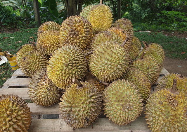 Durian: fruta asiática tem cheiro de gás tão forte que já disparou alarmes e motivou proibições