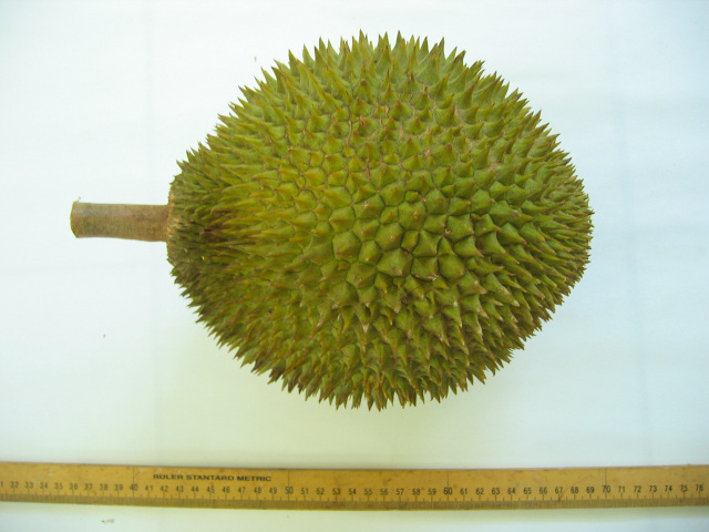 É possível encontrar frutas com até 30 centímetros de comprimento e 15 centímetros de largura
