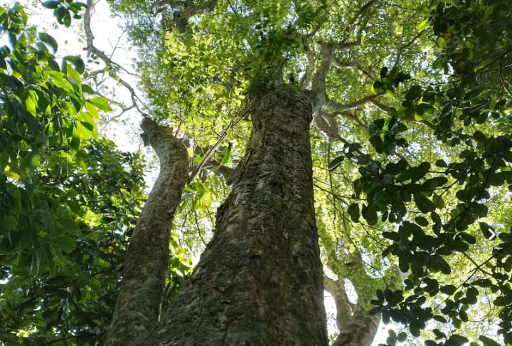 Seu tronco pode chegar a ter 50 centímetros de diâmetro, embora a madeira tenha uso restrito e de caráter local, o que reforça a importância maior da espécie pela produção dos frutos e pelo impacto positivo sobre o meio ambiente.