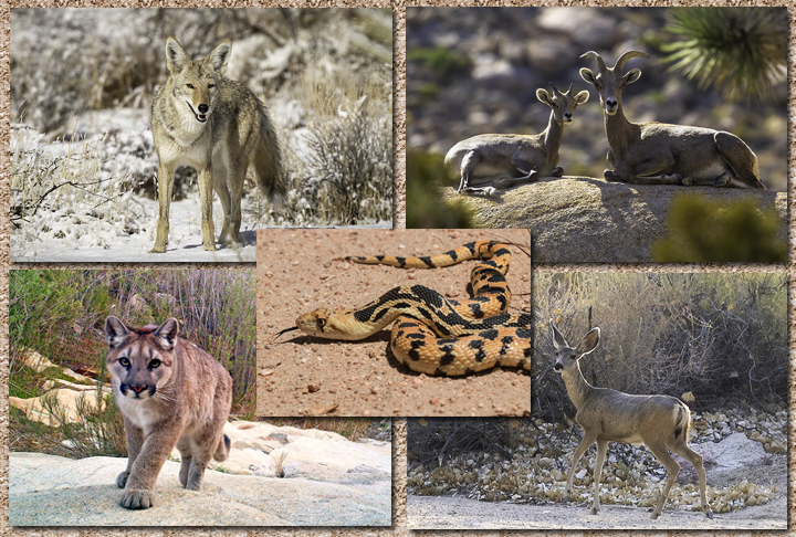 O parque é uma área com fauna diversificada, adaptada à vida no deserto, incluindo esquilo, rato-canguru, cascavel, lince-pardo e lebre.  
