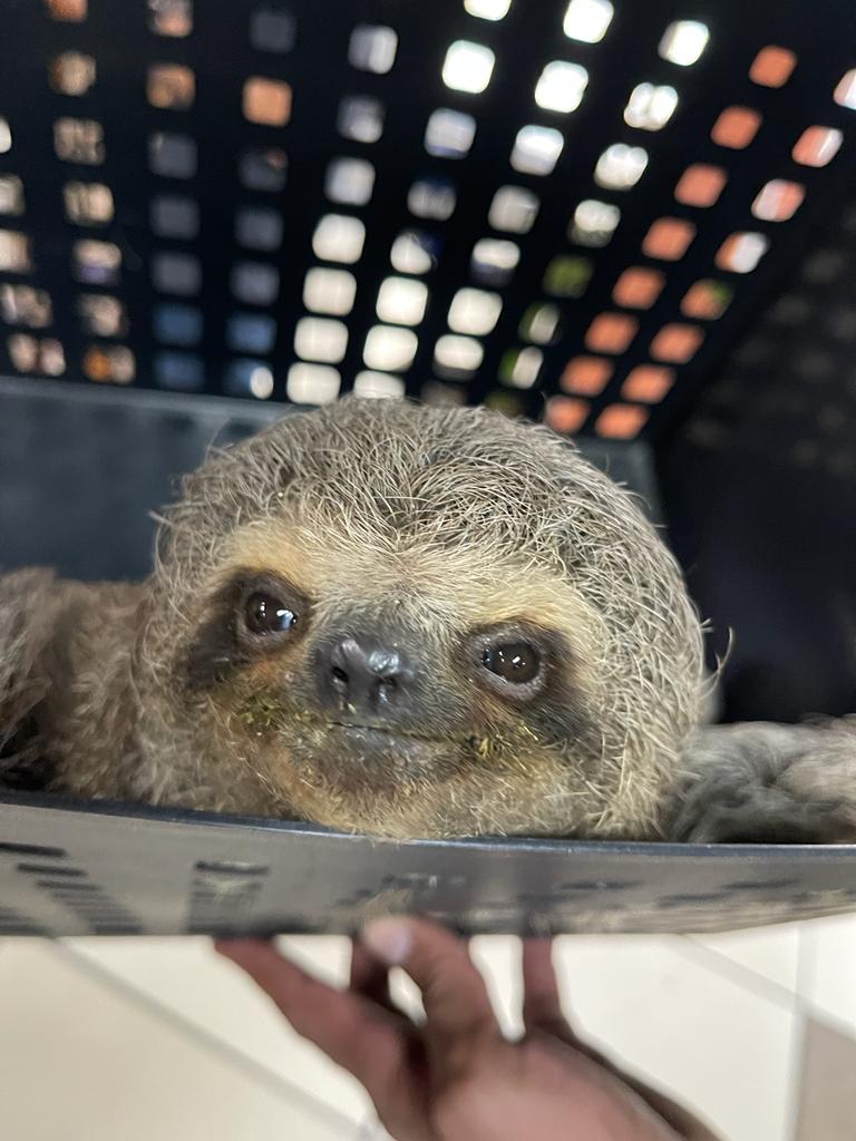 Os veterinÃ¡rios chamaram o animal de GlÃ³ria, oferecendo o tratamento necessÃ¡rio para a recuperaÃ§Ã£o do bicho-preguiÃ§a vÃ­tima de maus-tratos. GlÃ³ria recebeu soro e fez fluidoterapia para hidrataÃ§Ã£o. 