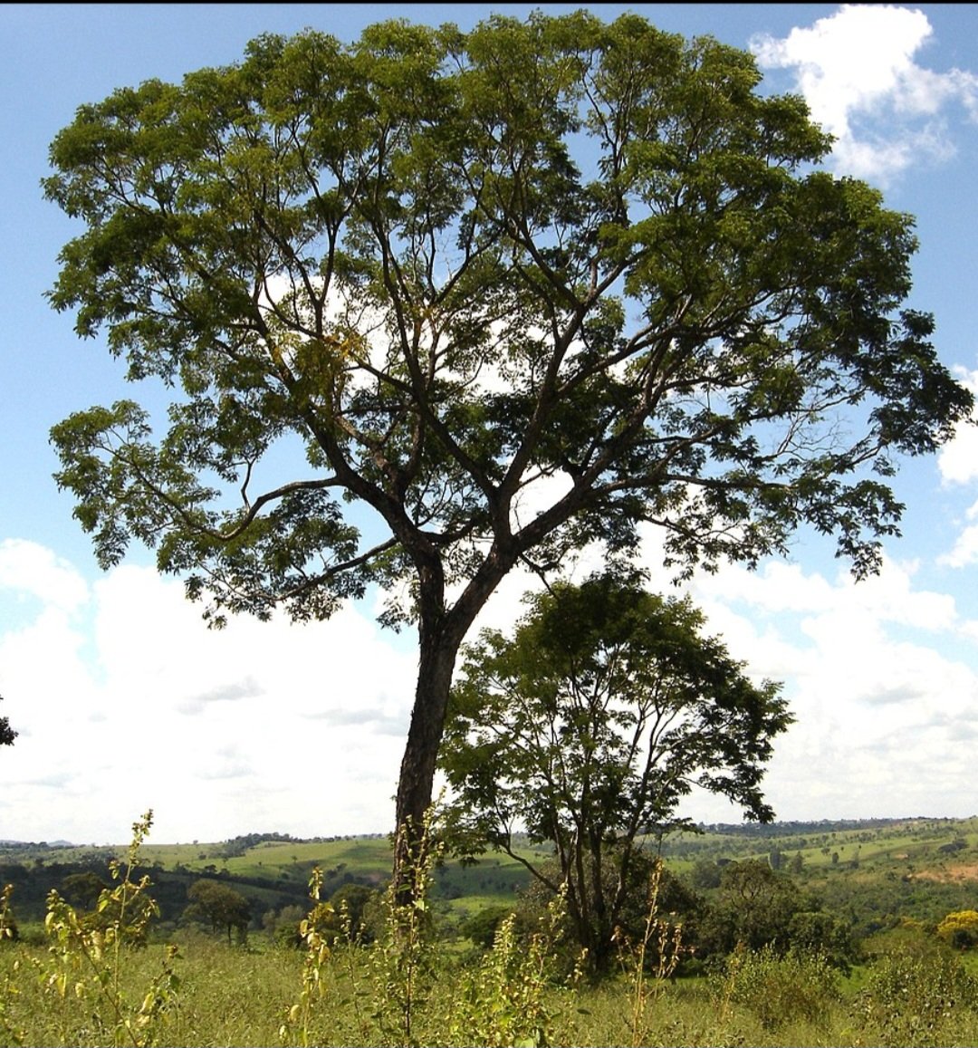 Pau-Amarelo: Bioma da Amazônia - Também chamado de Amarelão, Amarelo-Cetim, Muiratana, Piquiá-Cetim e Pau-cetim. 