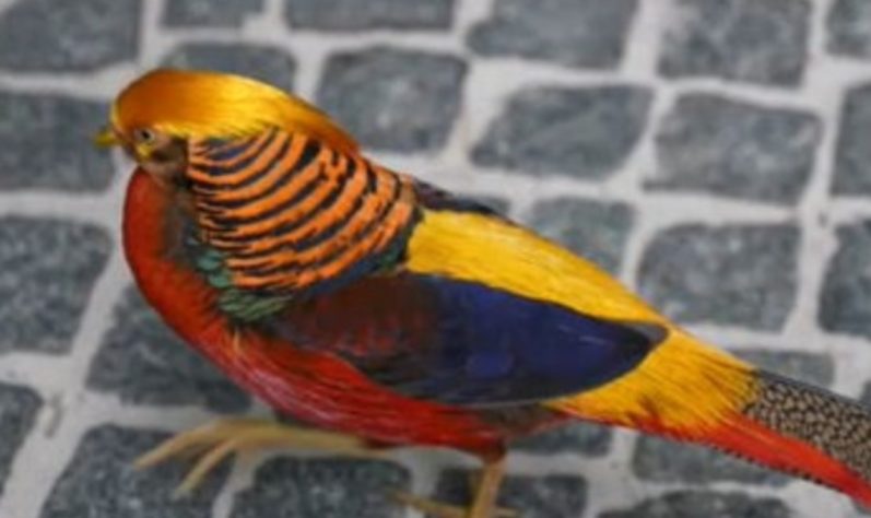 parque tropical na Alemanha 