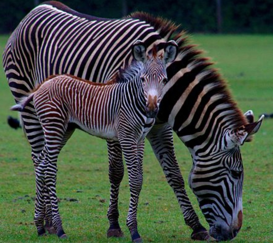 Devido à sua rapidez e às listras na pele, elas confundem seus predadores que possuem visão em preto e branco e têm dificuldade para  reconhecer a forma do animal. 