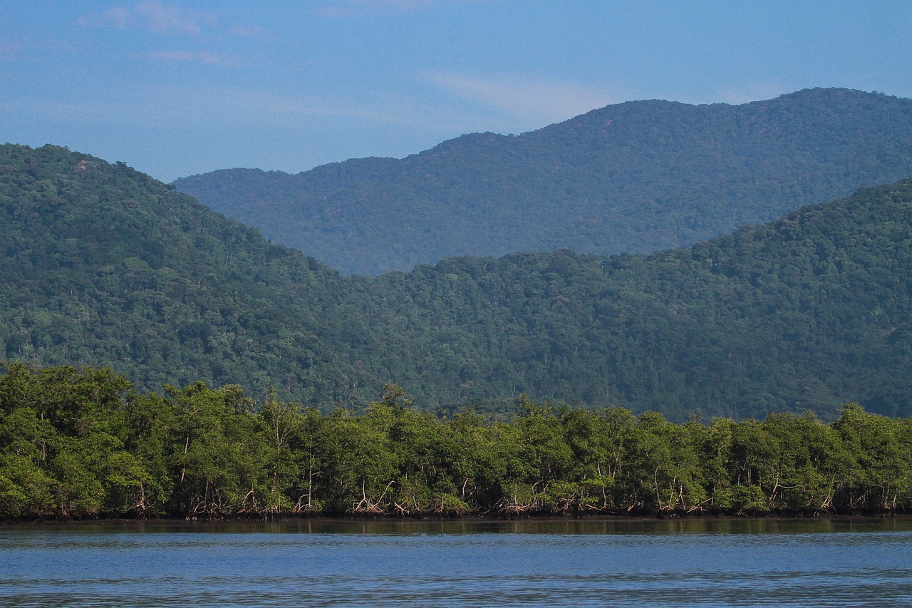 A exploração madeireira, o garimpo, o desmatamento e as mudanças climáticas são fatores de risco. Veja algumas espécies que também estão ameaçadas: 