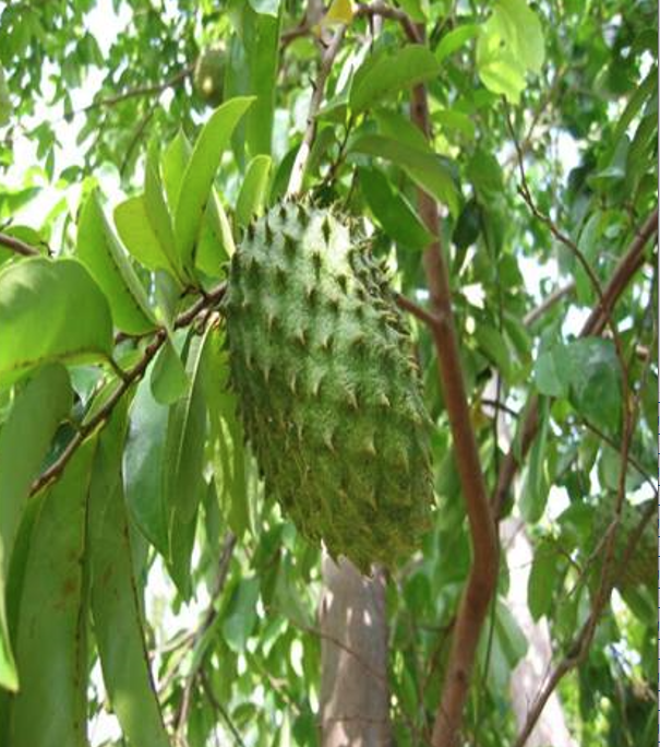 A durian Ã© tÃ­pica do sudeste asiÃ¡tico, encontrada principalmente em Brunei, IndonÃ©sia e MalÃ¡sia. 