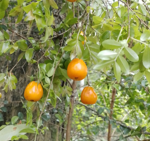 Fruta-do-imperador