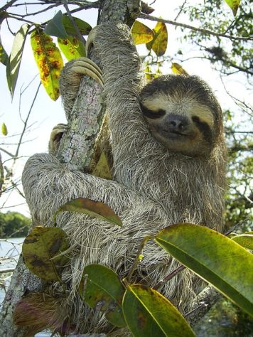 Animais mais lentos
