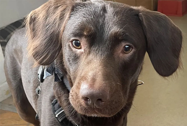 Cachorro ‘alcoólatra’ é resgatado para tratamento na Inglaterra