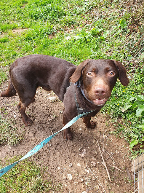 No convívio com outros animais, o Labrador é um cão sociável que tende a se dar bem com outros cães e até mesmo com gatos. Sua natureza amistosa e seu instinto amigável fazem dele uma boa opção para famílias que já possuem outros animais de estimação.