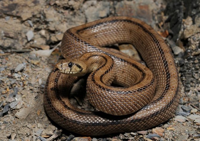 Cobras em áreas urbanas