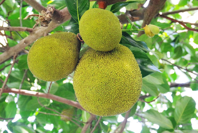Maior fruta de árvore do mundo tem bagos carnudos que alimentam e saciam