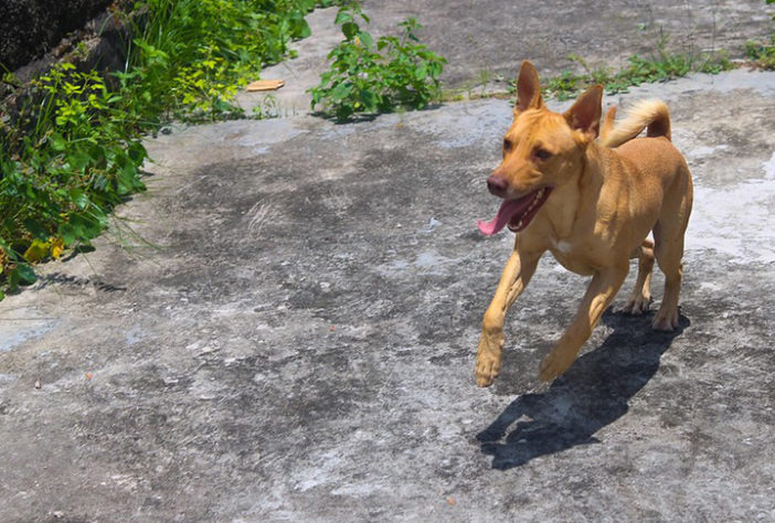Refrescar cachorro no calor