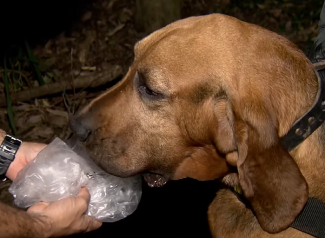 Cão farejador - Reprodução/YouTube