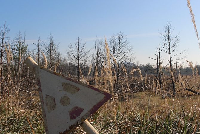 Cientistas descobrem verme resistente à radiação em Chernobyl