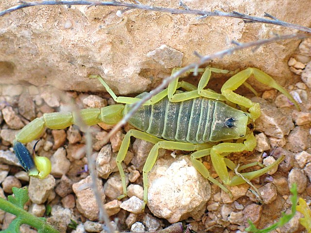 Pois sim, saiba que o líquido mais valioso do mundo é justamente o veneno do escorpião amarelo da Palestina, considerado um dos escorpiões mais perigosos do planeta.