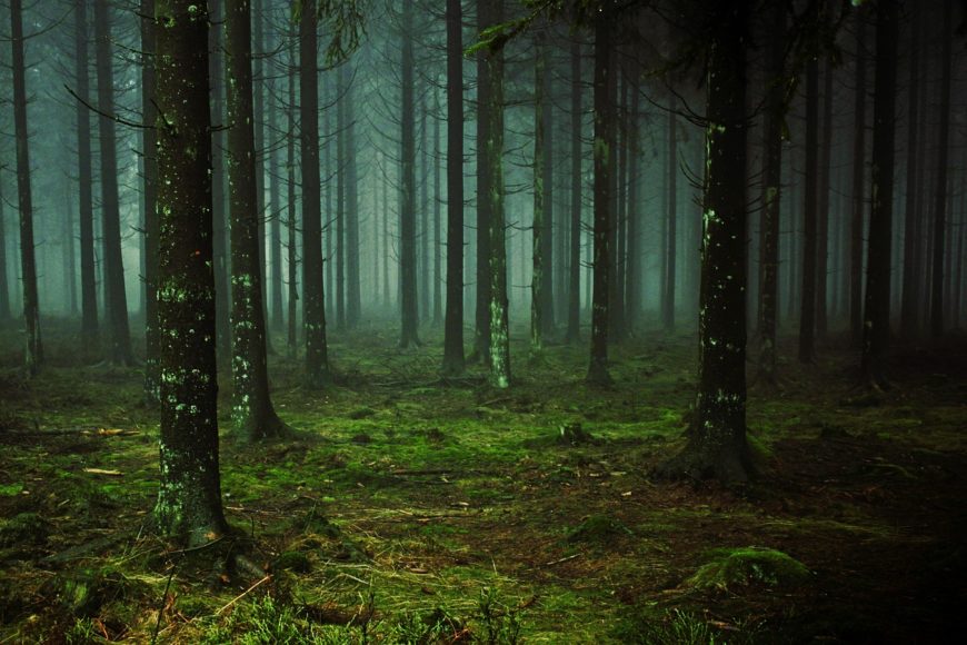 Floresta - Pessoas no mundo inteiro já ouviram o mesmo som misterioso conhecido como "The Hum"