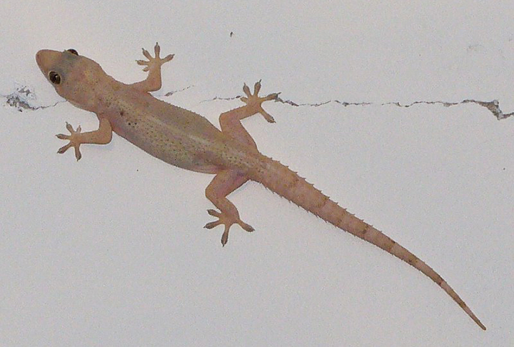 Esses animais são conhecidos por sua incrível habilidade de escalar superfícies lisas, como paredes e tetos, graças às lamelas adesivas presentes em seus dedos. 