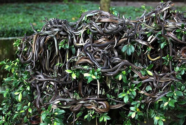 Com cerca de 45 cobras por hectare (10 mil m²), a ilha é considerada a 2ª com maior densidade populacional de cobras no mundo.