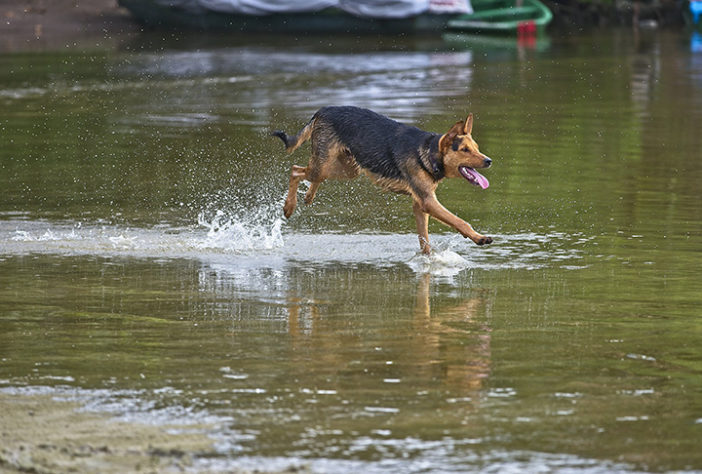 raças de cachorro que vivem por mais tempo