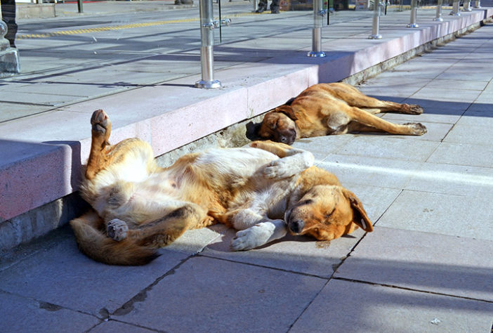 Refrescar cachorro no calor