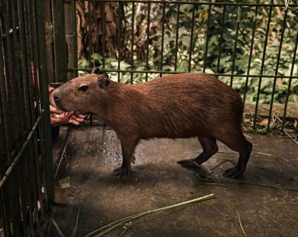 Capivara