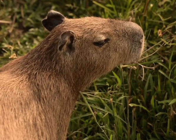 Capivara