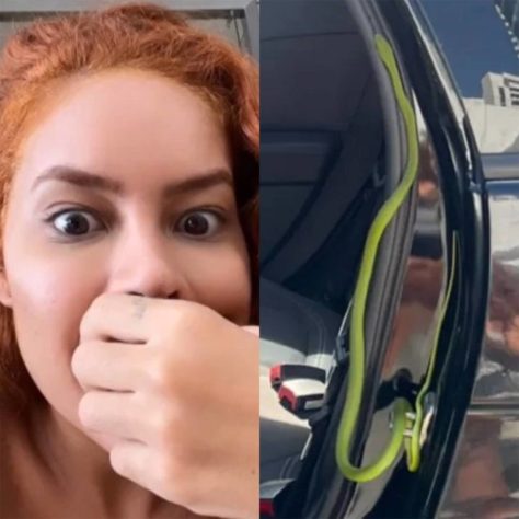 Cobras em áreas urbanas