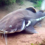 Piraíba