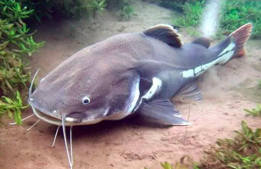 Os maiores peixes de água doce do Brasil