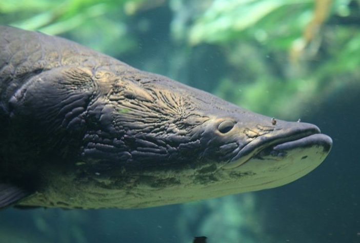 Pirarucu | Flickr - Cliff