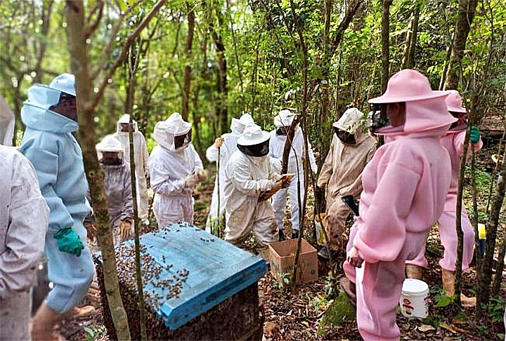 Cientistas do Japão desenvolvem drones-abelhas para polinização