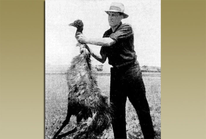 Emus na Austrália