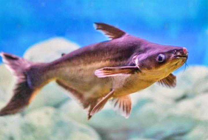 Panga: Esse peixe costuma ser ótimo para crianças por conta de seu sabor e textura leves.