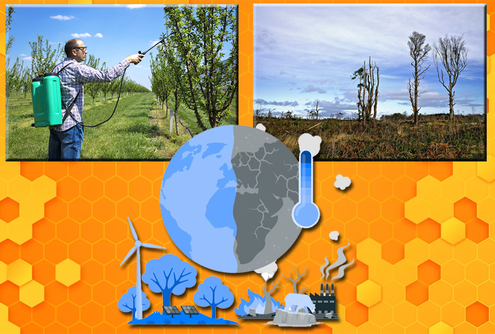 Inseticidas, desmatamento e mudanças climáticas são apontados como os principais fatores que resultam no desaparecimento delas.- Imagens de Al Lambe por Pixabay e Freepik