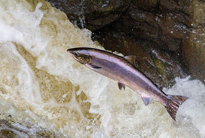 Salmão: Frequentemente encontrado em águas frias de nações nórdicas, o salmão é um verdadeiro tesouro repleto de ômega 3 e outros lipídios.