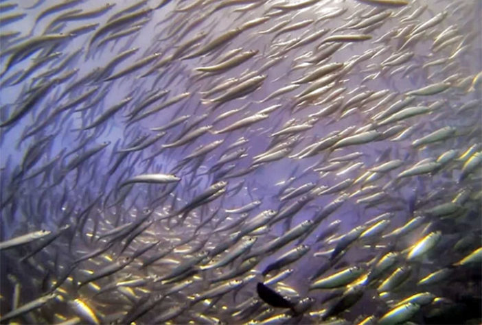 Sardinha