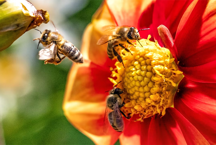 Esse tipo de polinização ocorre quando o inseto leva o pólen de uma flor até outra flor, no processo de reprodução da planta.-Imagem Frepik