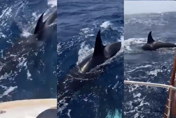 Dois dias depois, no mesmo local, um grupo de três orcas atingiu um iate, perfurando o leme. Mais uma vez, ele percebeu a "orientação" da mãe:  “As duas pequenas orcas observaram a técnica da maior e, com uma leve correria, também batiam no barco”. 