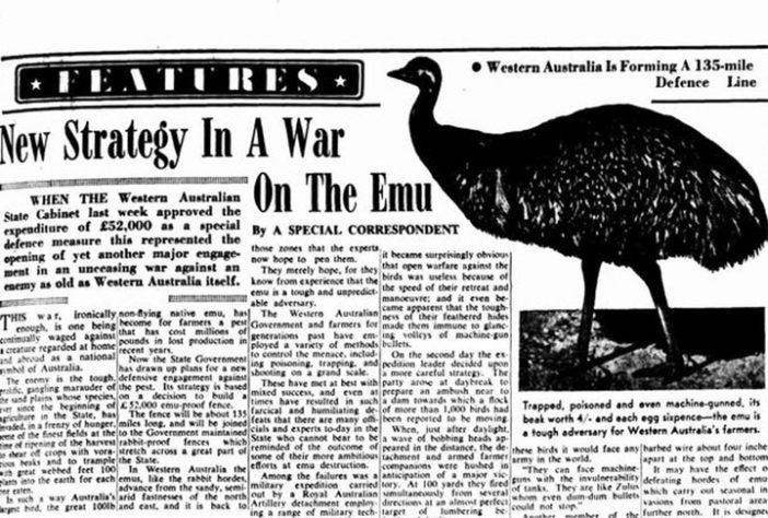 Emus na Austrália